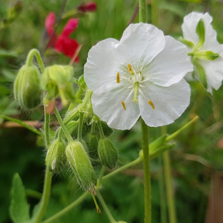Plant image Geranium phaeum 'Album'