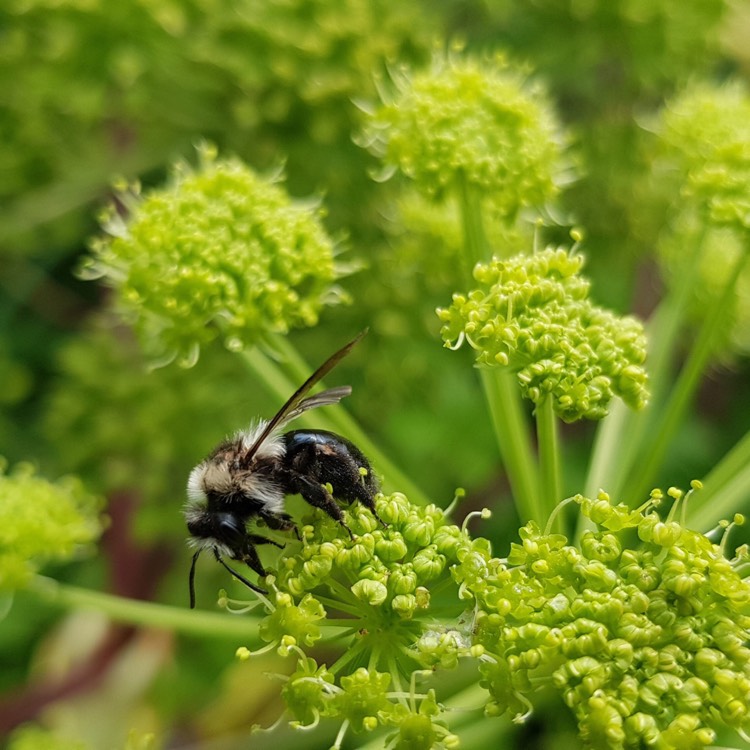 Plant image Angelica archangelica; syn Angelica officinalis