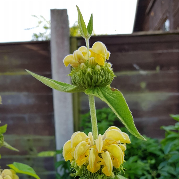 plant image 749515