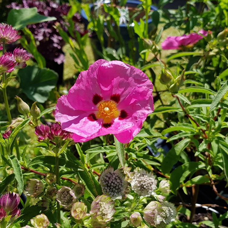 Plant image Cistus x purpureus 'Betty Taudevin'