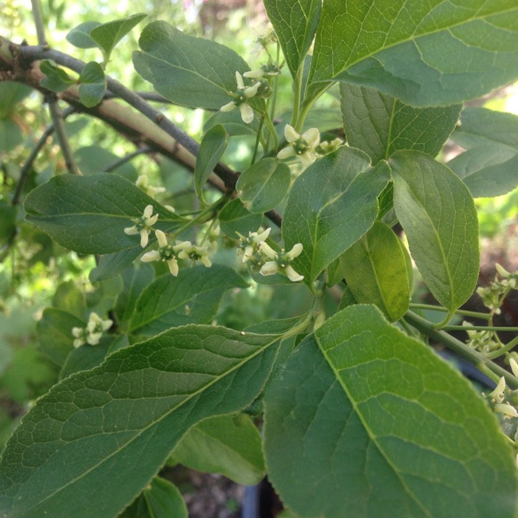 plant image 1044391