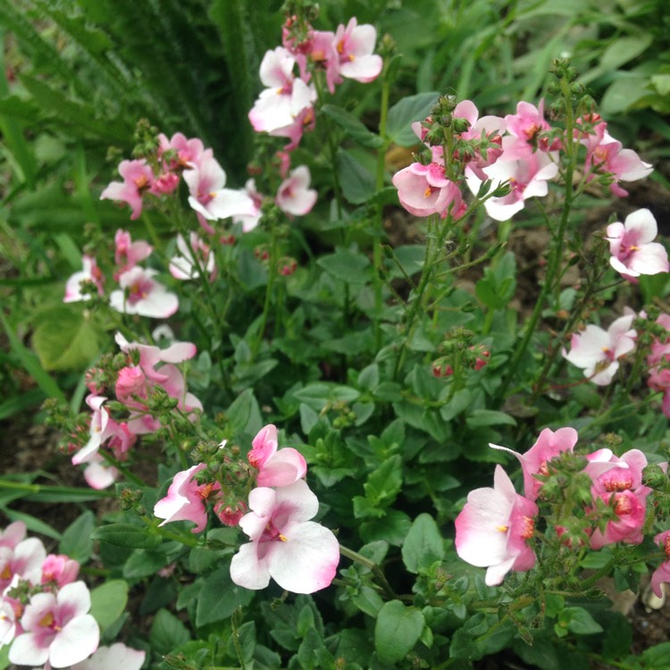Plant image Diascia