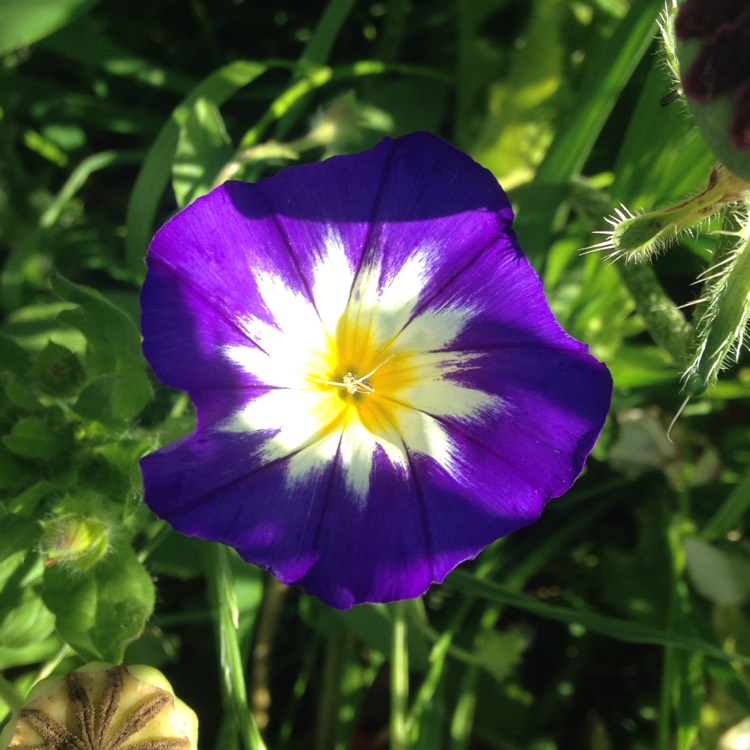 plant image 1100436