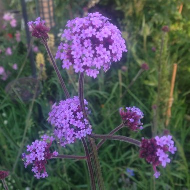 Purple Top Vervain