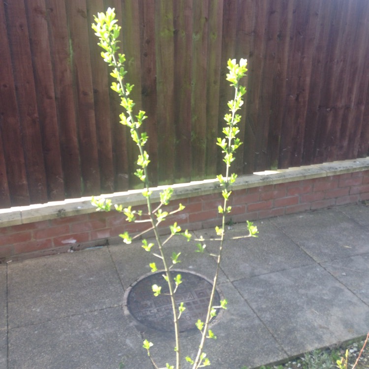 Plant image Euonymus europaeus