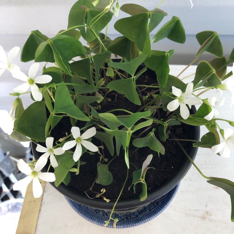 plant image 1179575