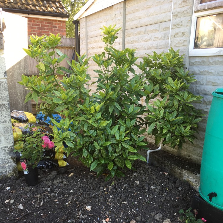 Plant image Aucuba japonica 'Golden King'