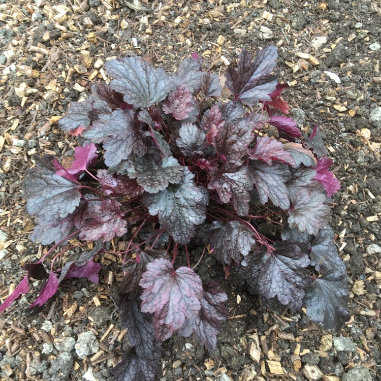 plant image 1334902