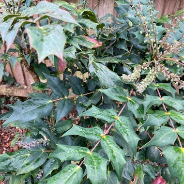 Mahonia 'Winter Sun'