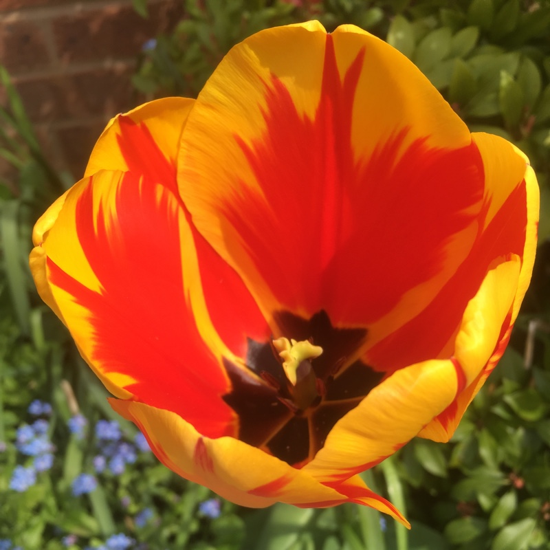 plant image 62938