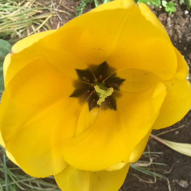 Plant image Tulipa 'Calimero'
