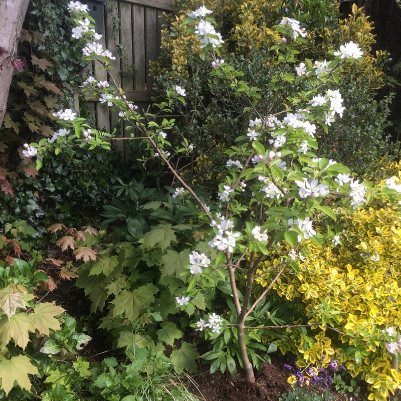 Plant image Malus domestica 'Golden Delicious'