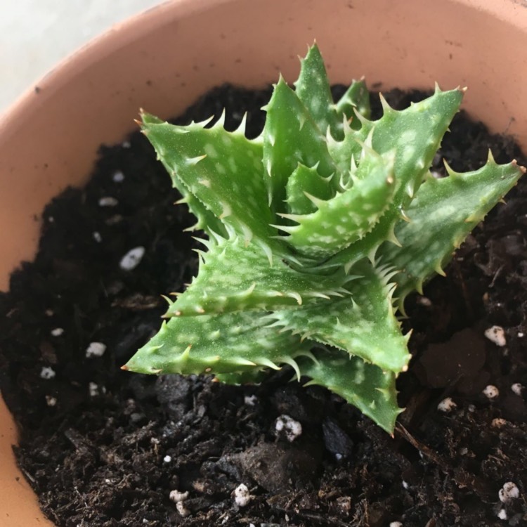 Plant image Aloe 'Juvenna'
