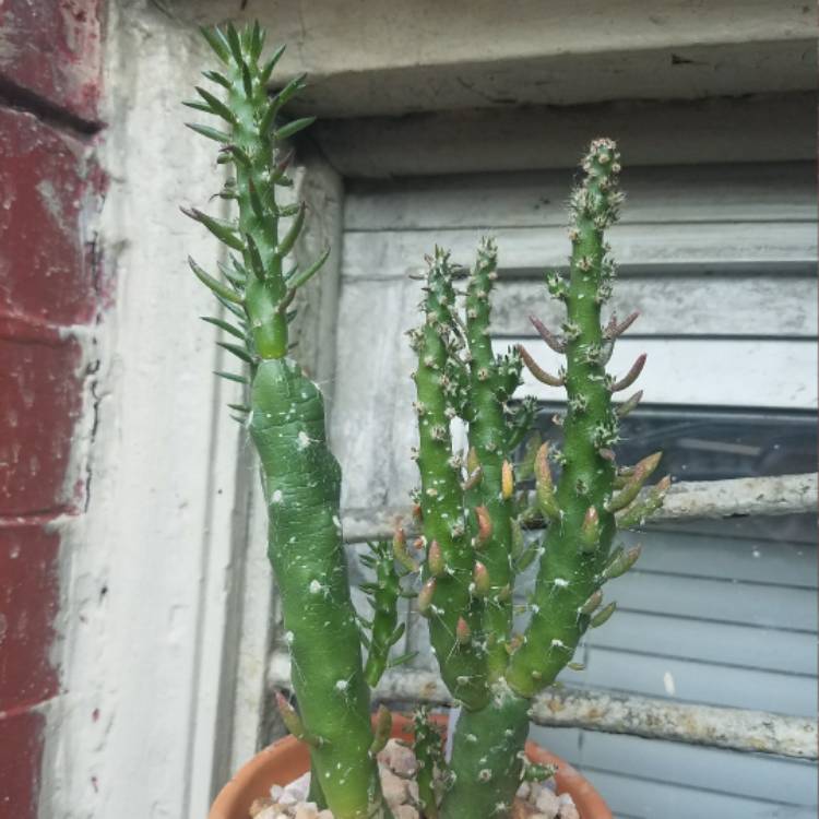 Plant image Austrocylindropuntia cylindrica syn. Opuntia cylindrica