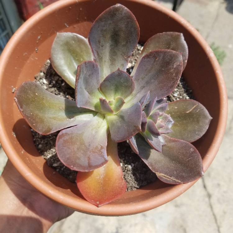 Plant image Echeveria Fimbriata