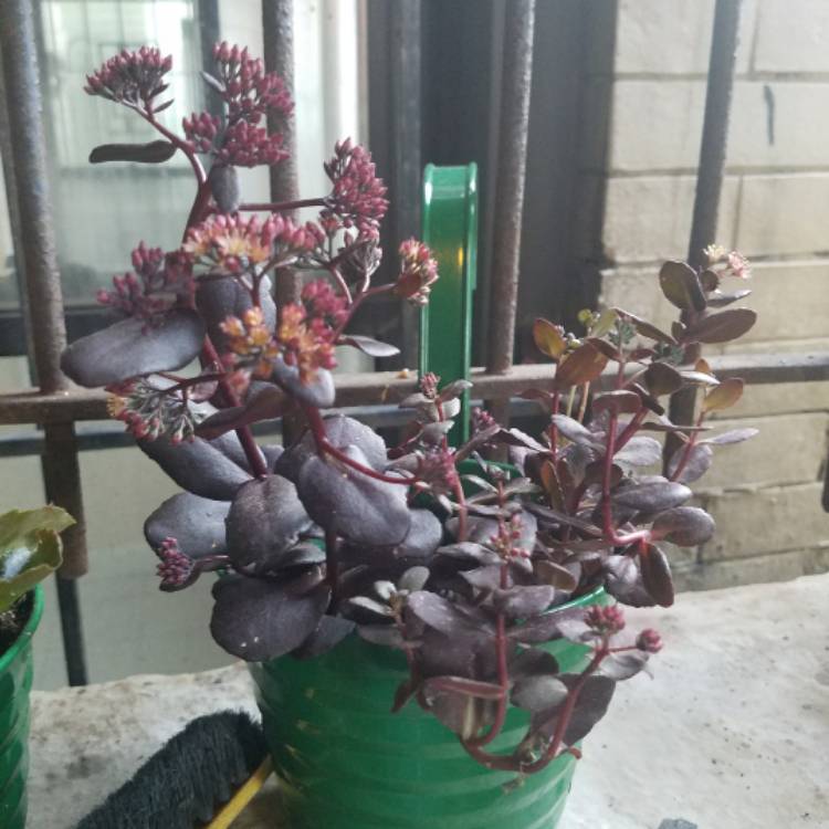 Plant image Sedum 'Touchdown Teak'