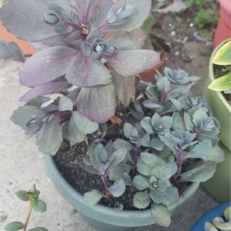 Plant image Sedum 'Sunsparkler Blue Pearl'