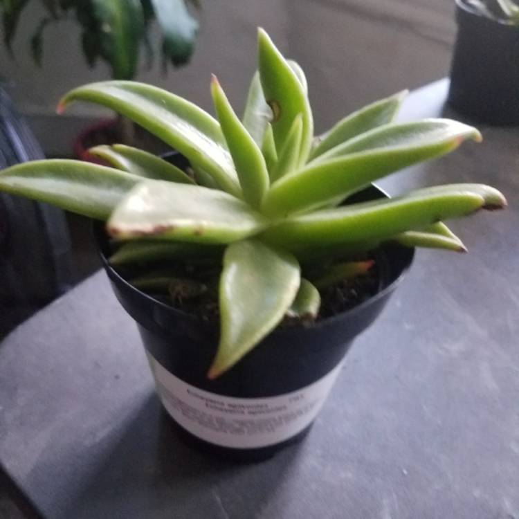 Plant image Echeveria Agavoides Gaya