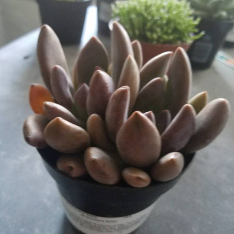 Plant image xGraptoveria Bella