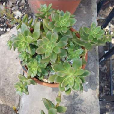 x Graptosedum California Sunset