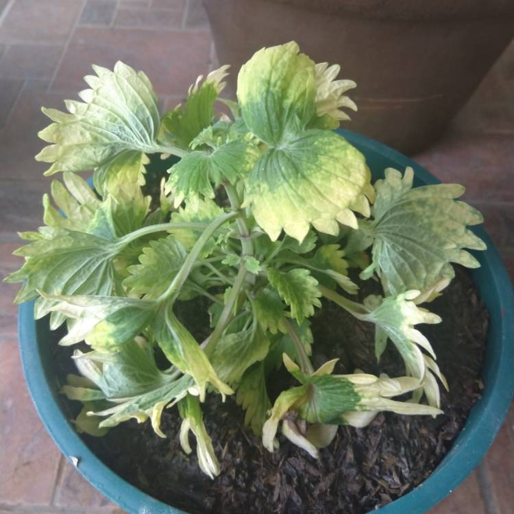 Plant image Solenostemon scutellarioides 'Ufo4335' syn. Solenostemon scutellarioides 'Electric Lime'