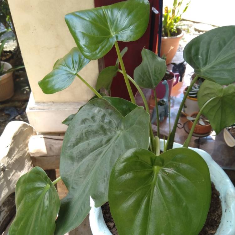 Plant image Alocasia cucullata