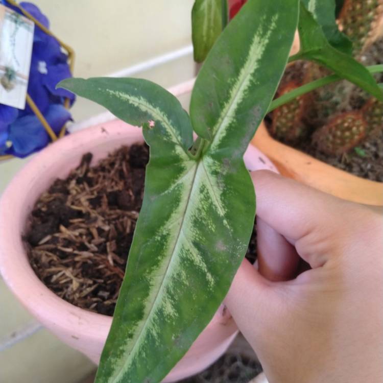 Plant image Syngonium 'Batik'