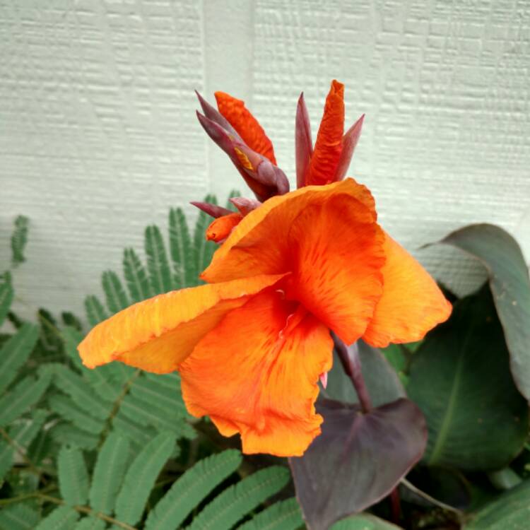 plant image 497504