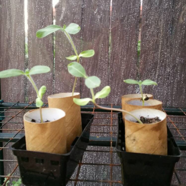 plant image 320673