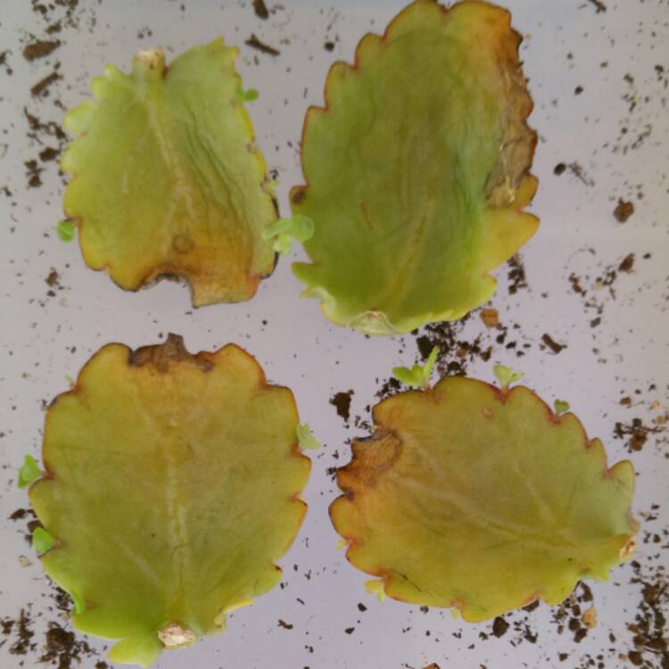 plant image 370958