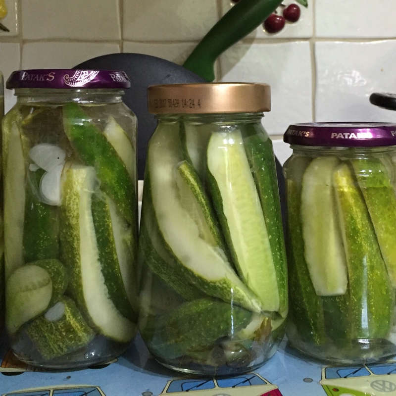 Cucumis sativus
