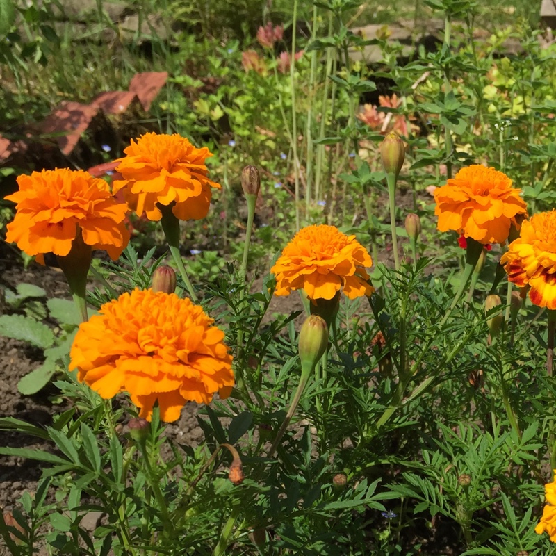 French marigold