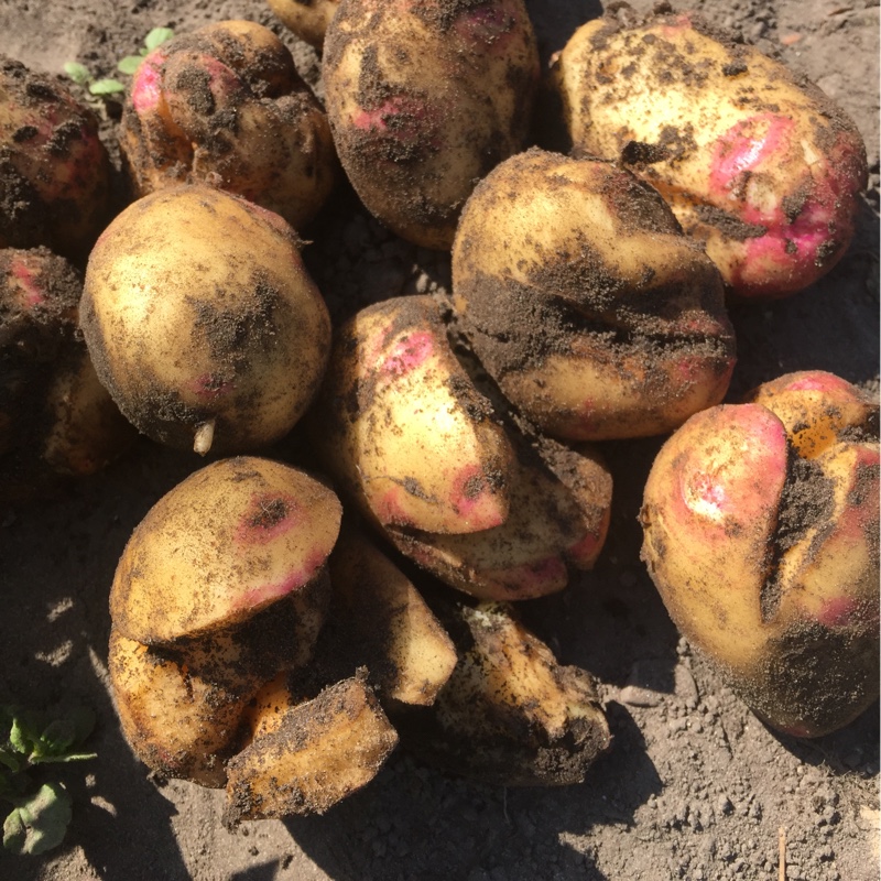Potato