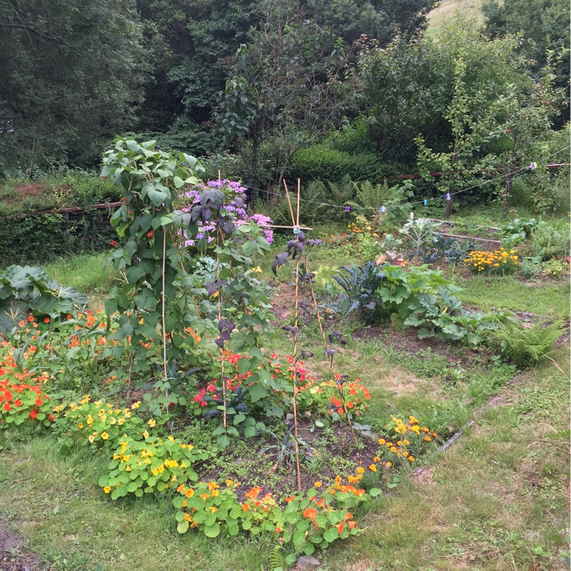 Rosa's garden