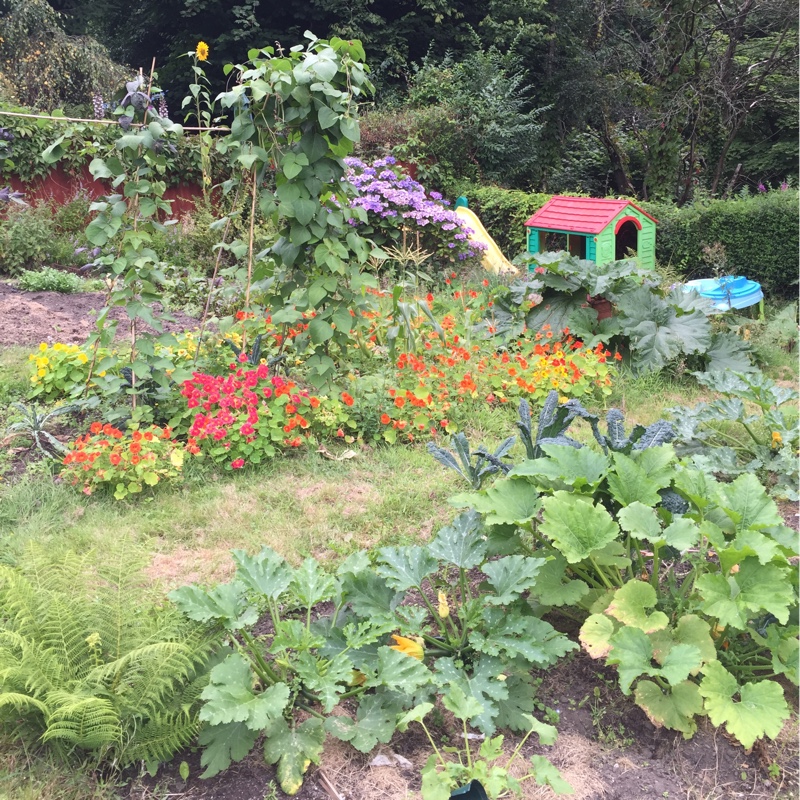 Rosa's garden