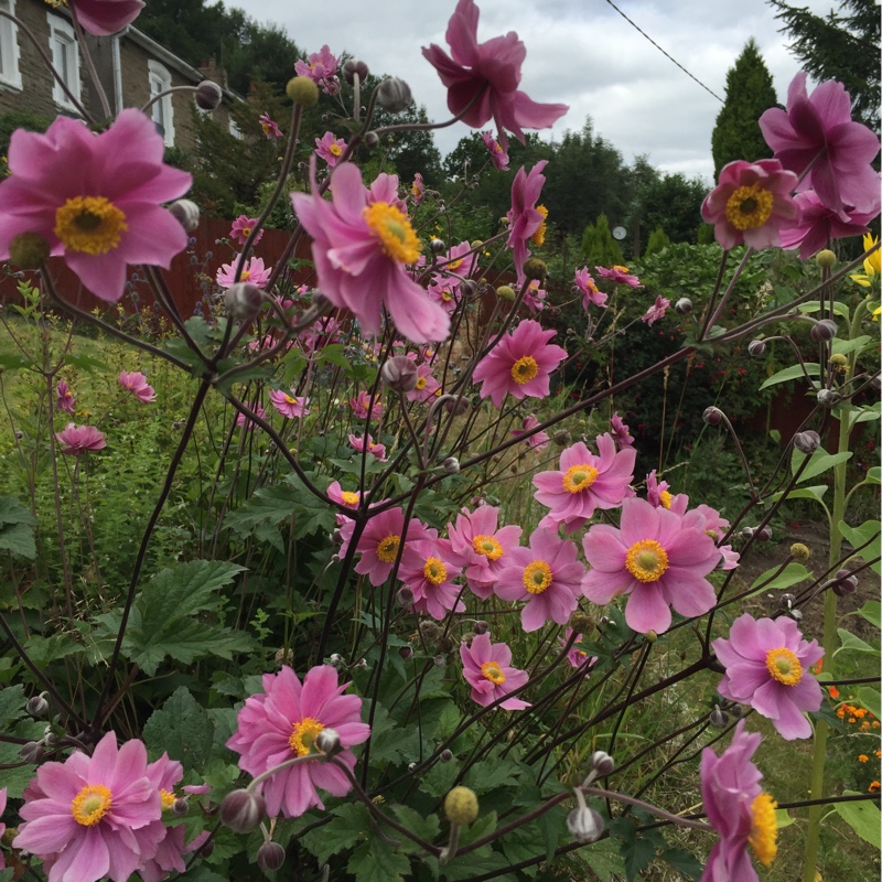 Japanese Anemone