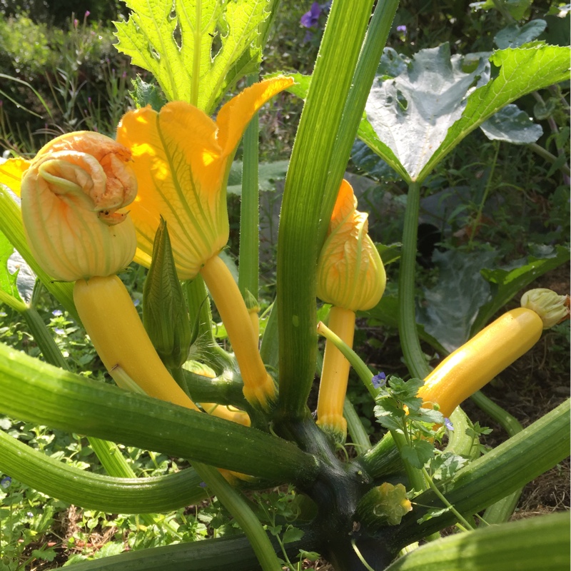 Squash