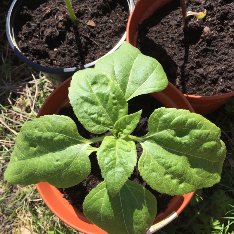 plant image 47832 plant image 47832