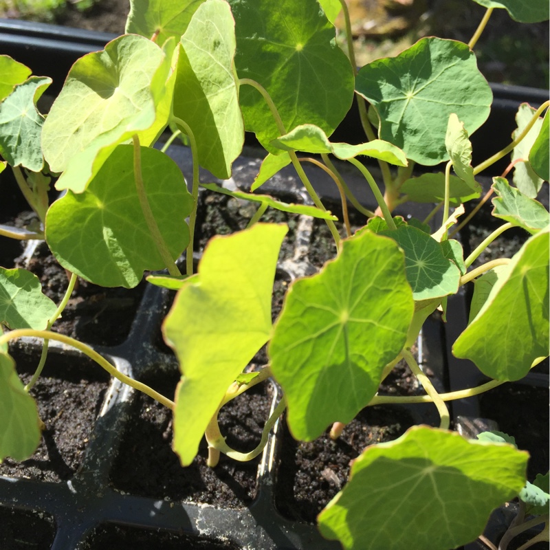 Tropaeolum majus
