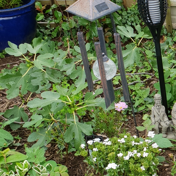 plant image 1161212
