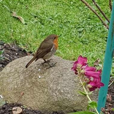 Steve's garden