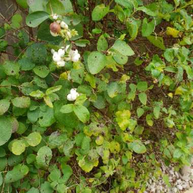 Steve's garden