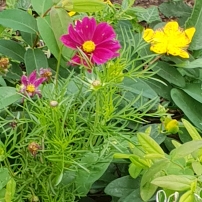Steve's garden