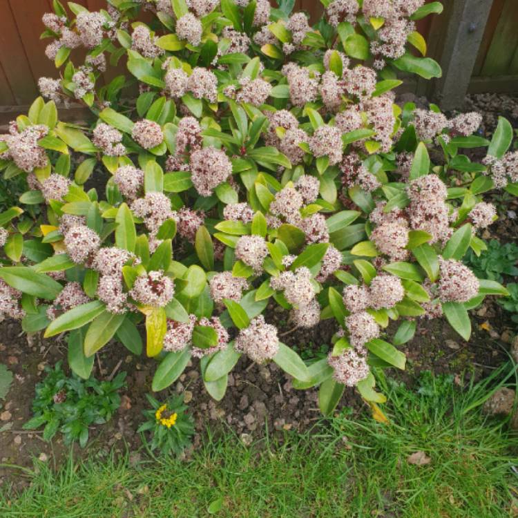 Plant image Petroselinum crispum 'Gigante'