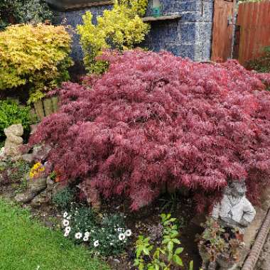 Steve's garden