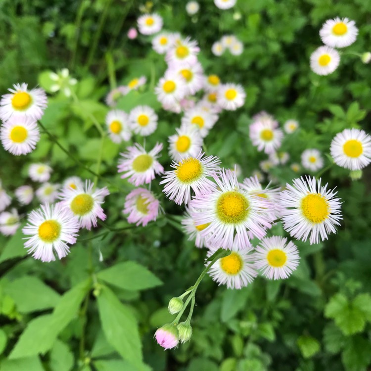 plant image 1095847
