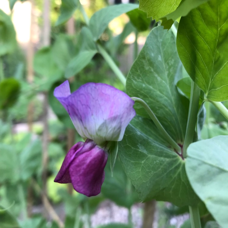 plant image 1101353