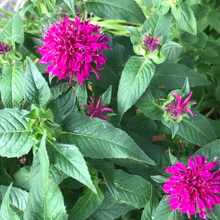 plant image 1107245