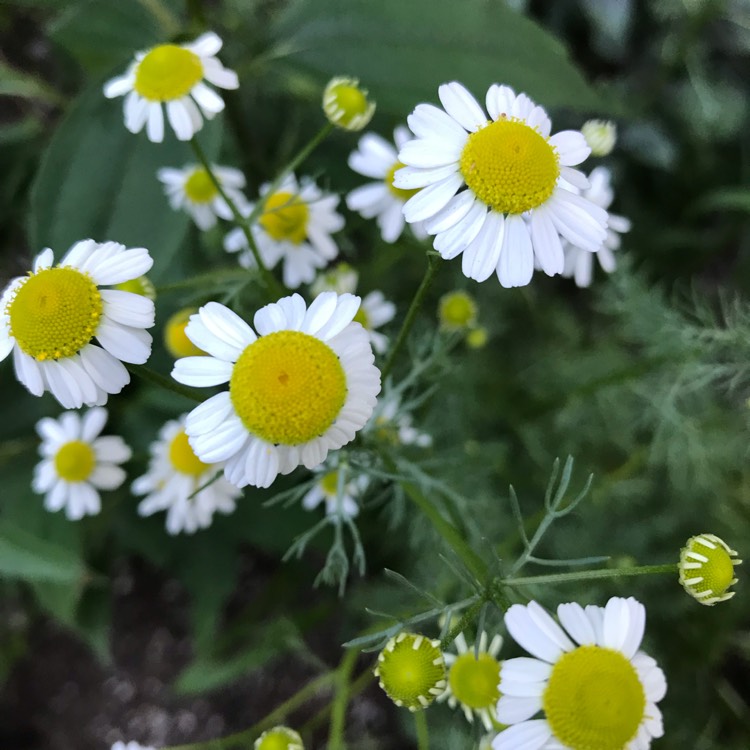 Plant image Matricaria chamomilla