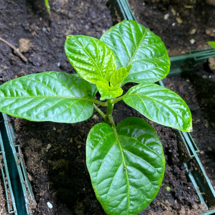 Plant image Capsicum Chinense 'Habanero'